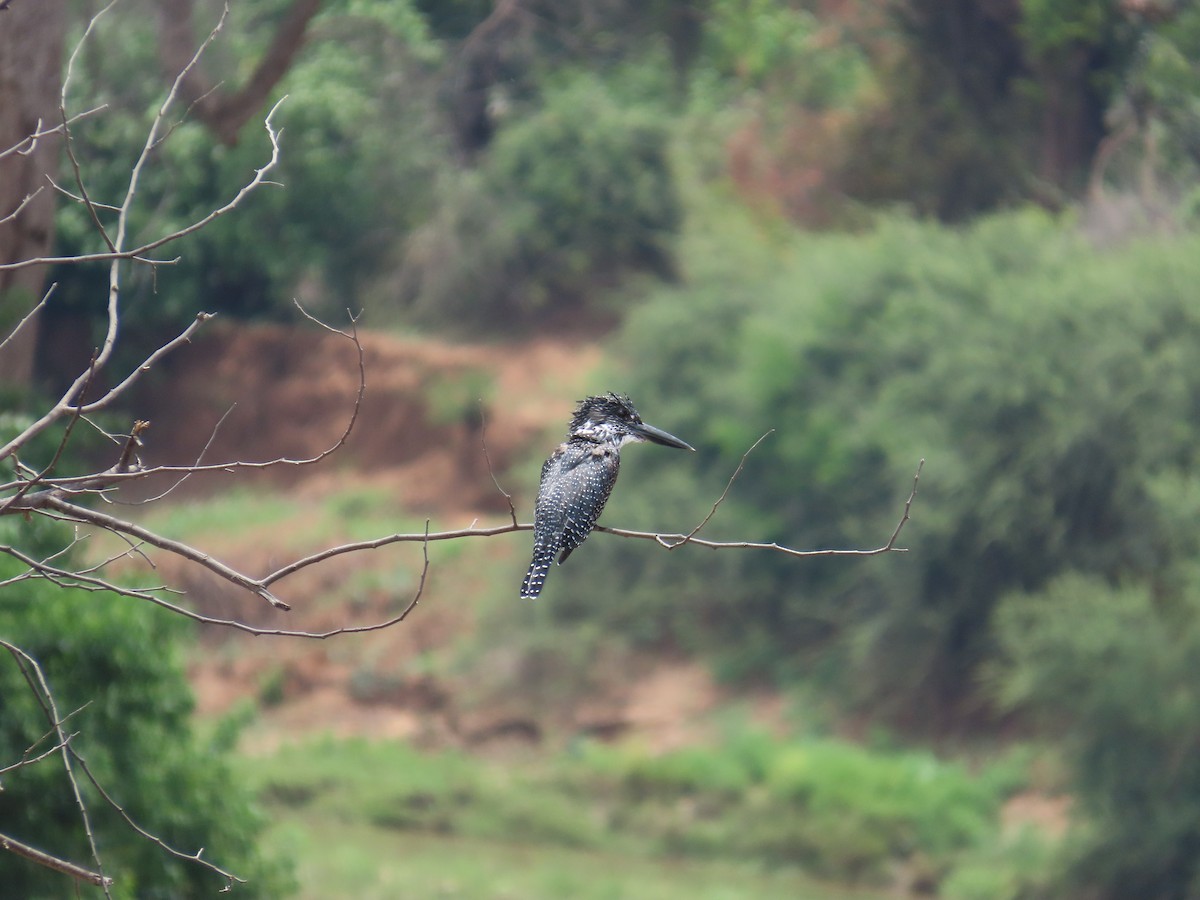 Giant Kingfisher - ML646893830
