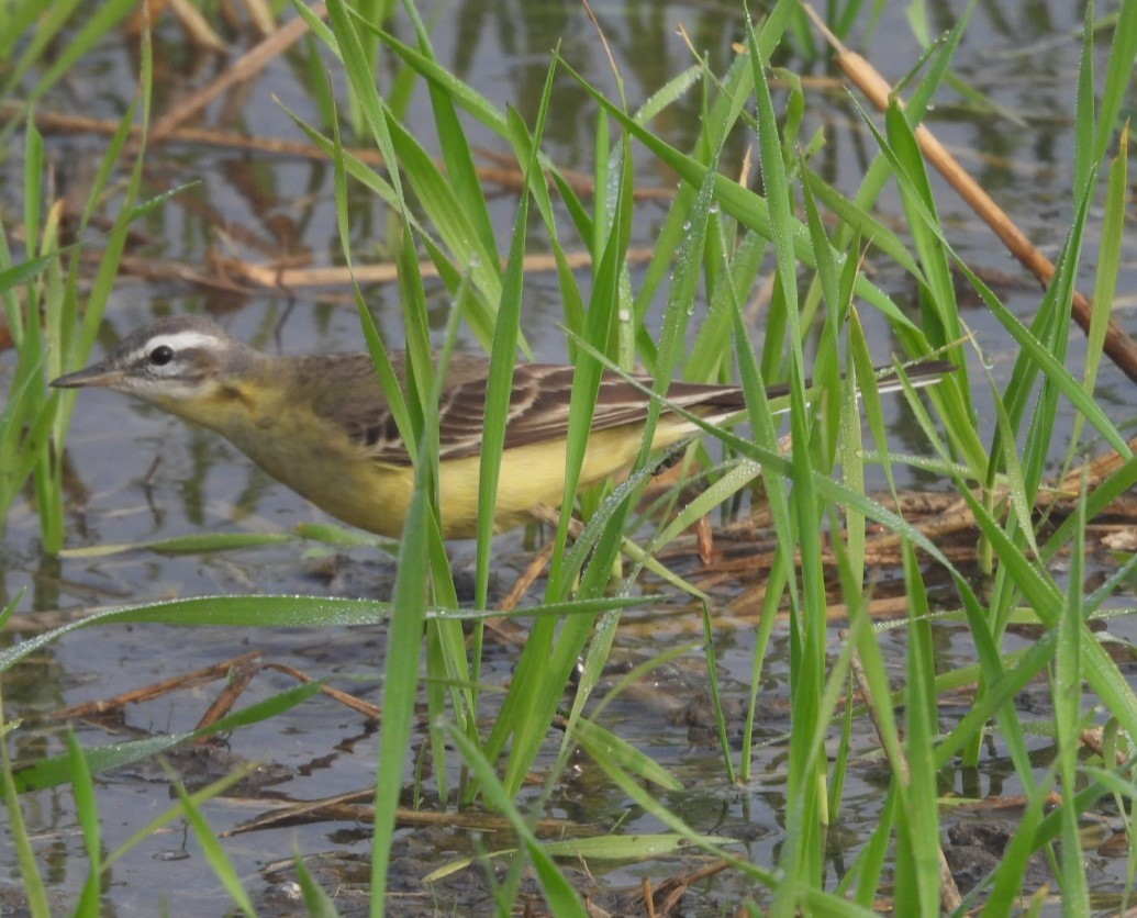 Өрнийн шар цэгцгий - ML646893831