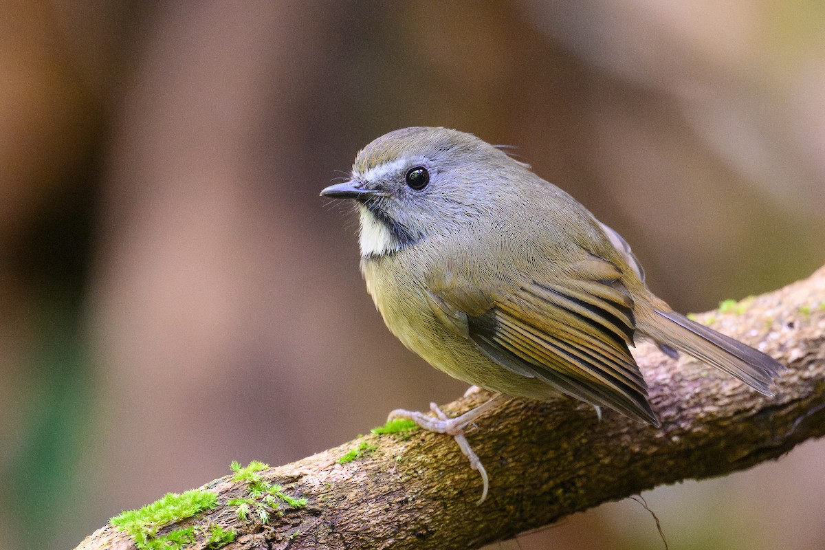 White-gorgeted Flycatcher - ML646893834