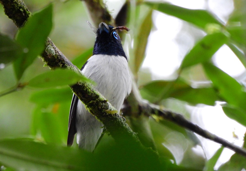 Монарх-довгохвіст мадагаскарський - ML646893835