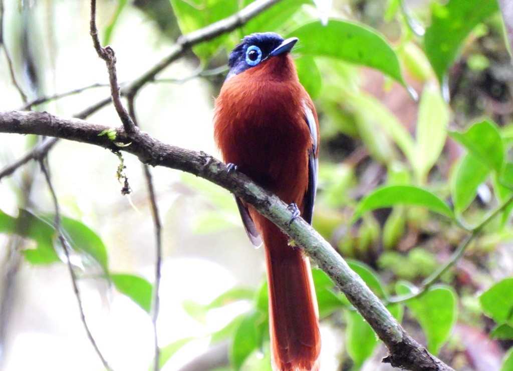 Монарх-довгохвіст мадагаскарський - ML646893836