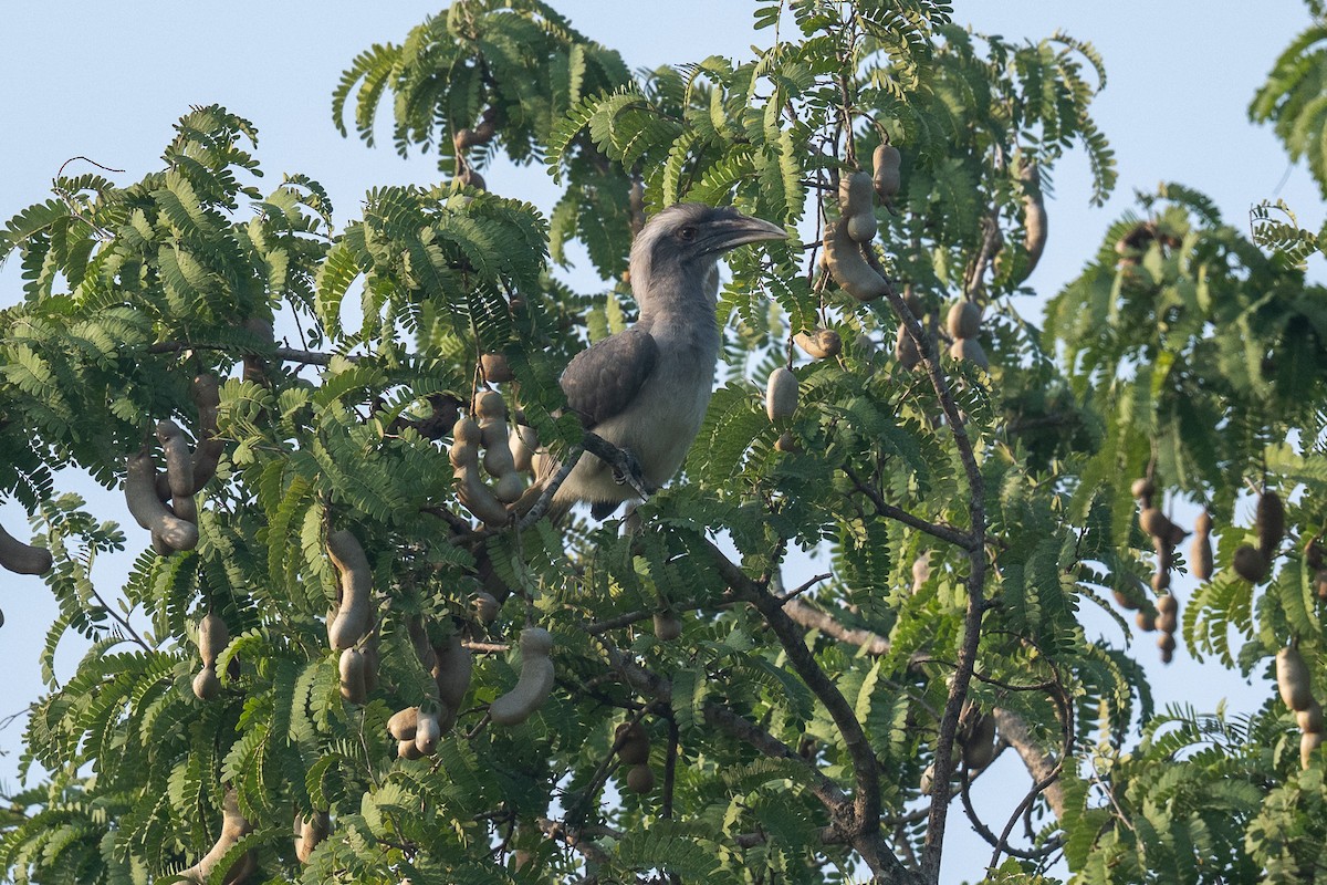 Indian Gray Hornbill - ML646893837