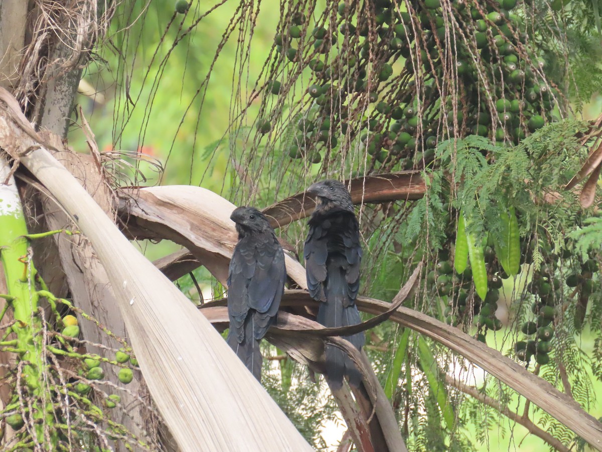 Гладкоклювая ани - ML646893839