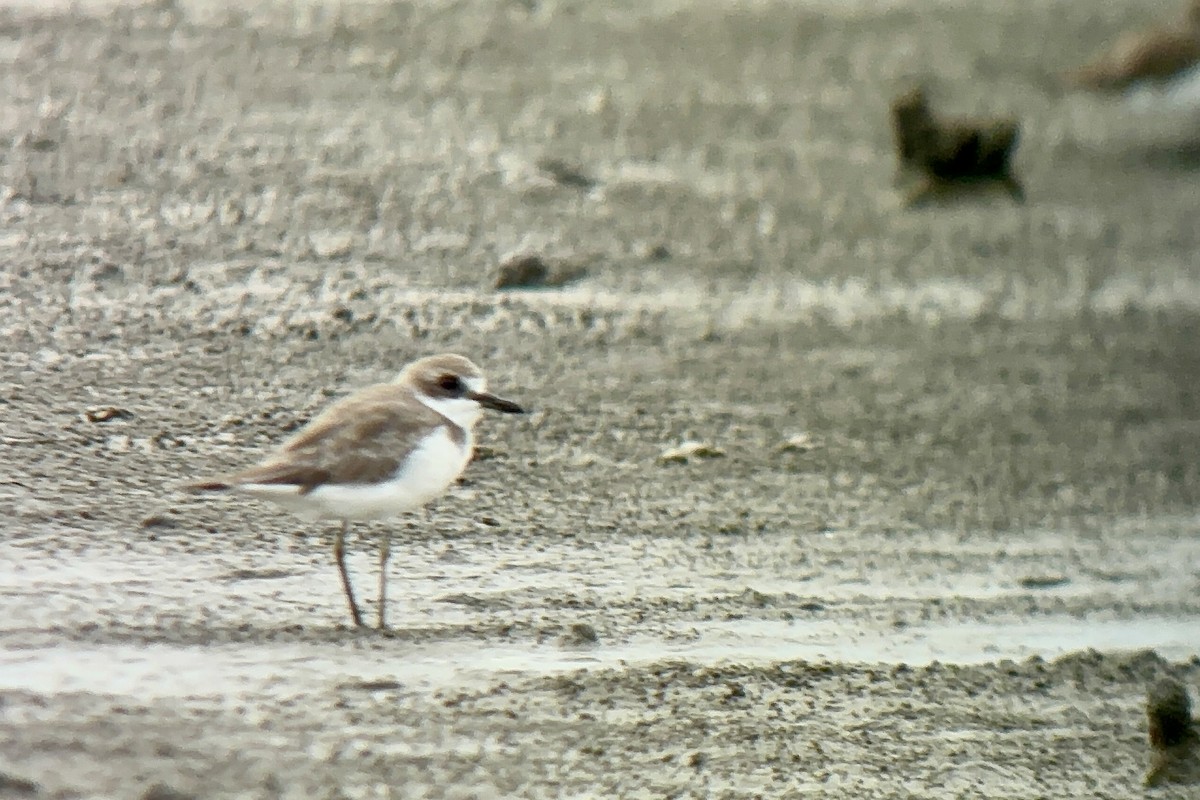 Leschenault txirritxoa - ML646893840