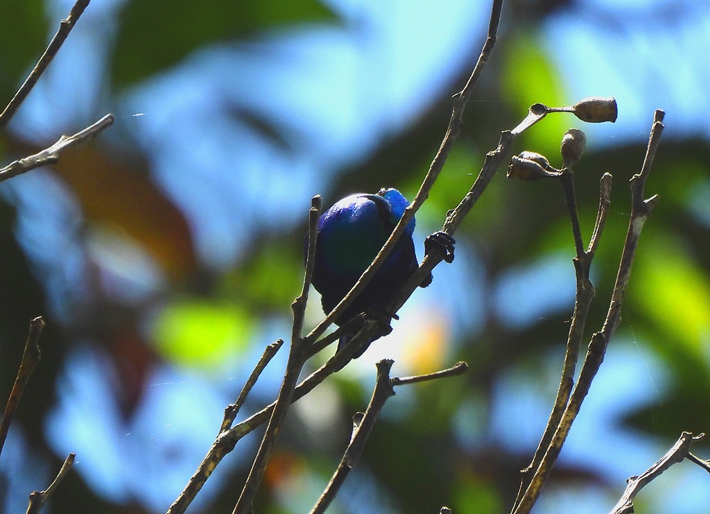 Маріка зелена - ML646893841