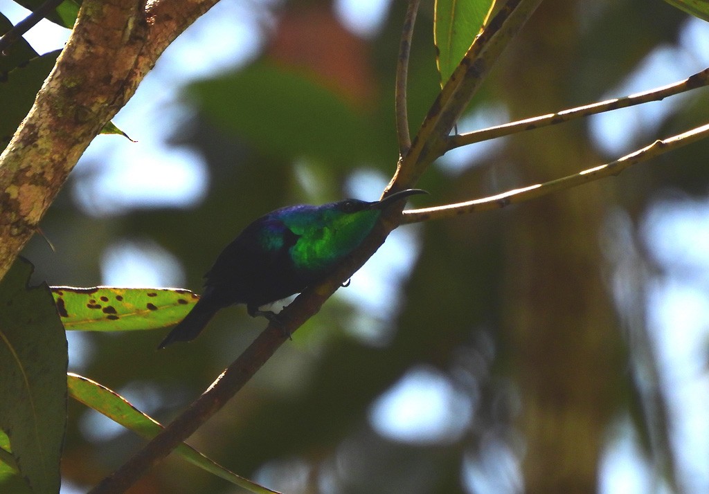 Маріка зелена - ML646893842