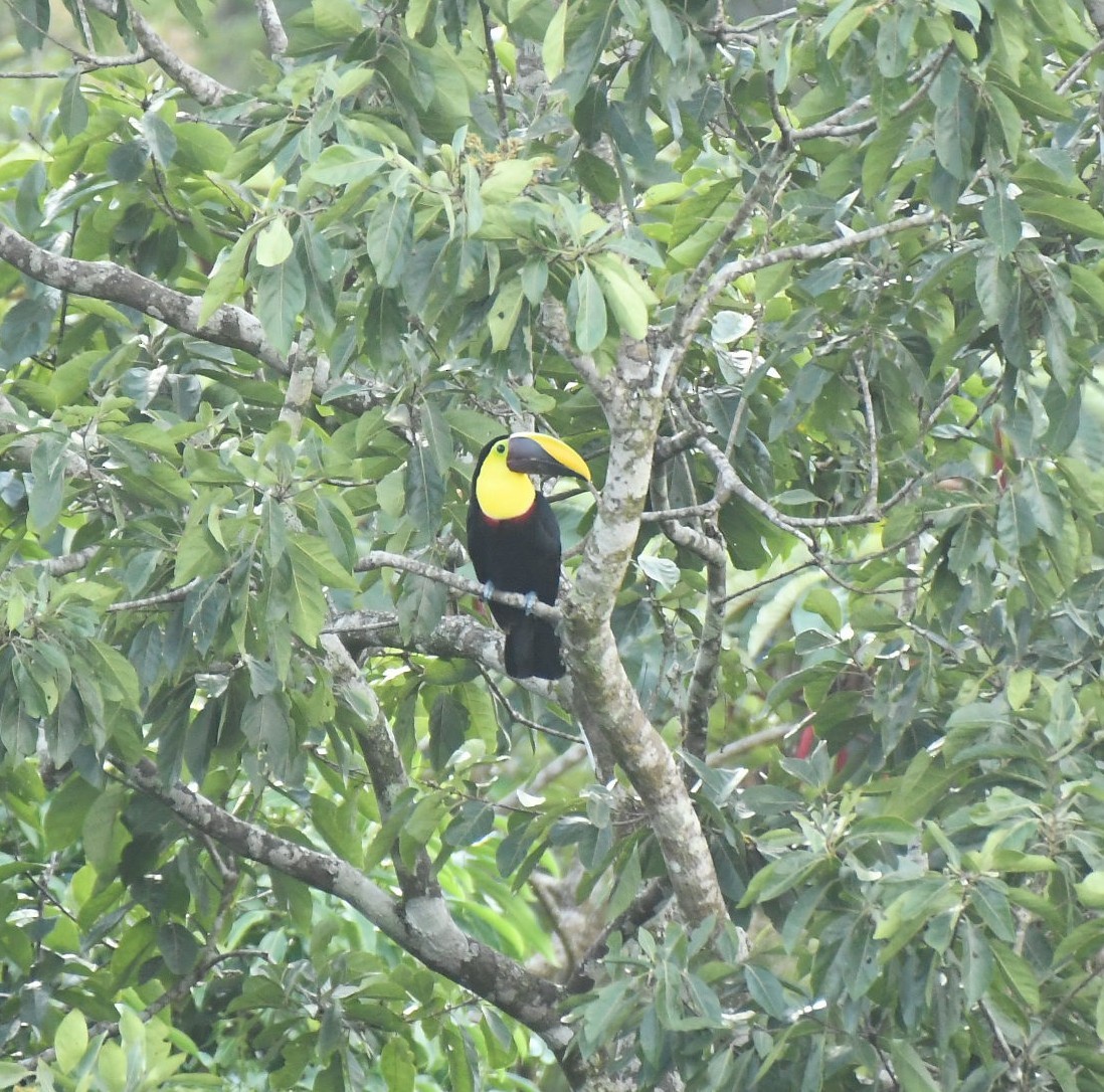 Yellow-throated Toucan - ML646893844