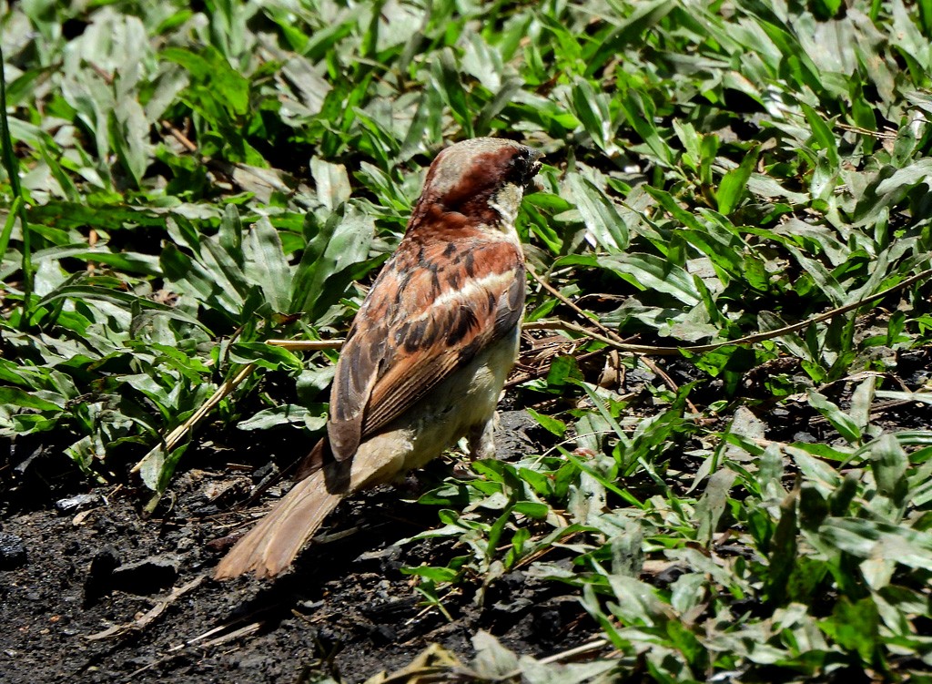 Горобець хатній - ML646893845