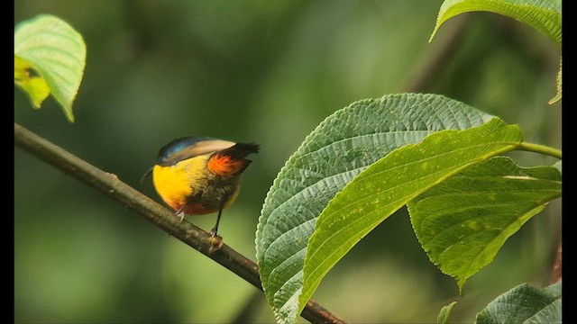 Regal Sunbird - ML646893846