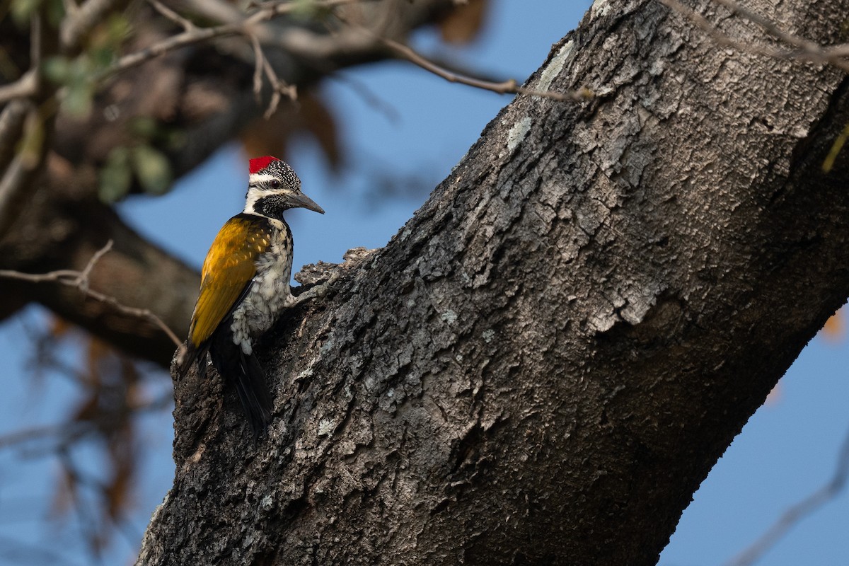 Black-rumped Flameback - ML646893847