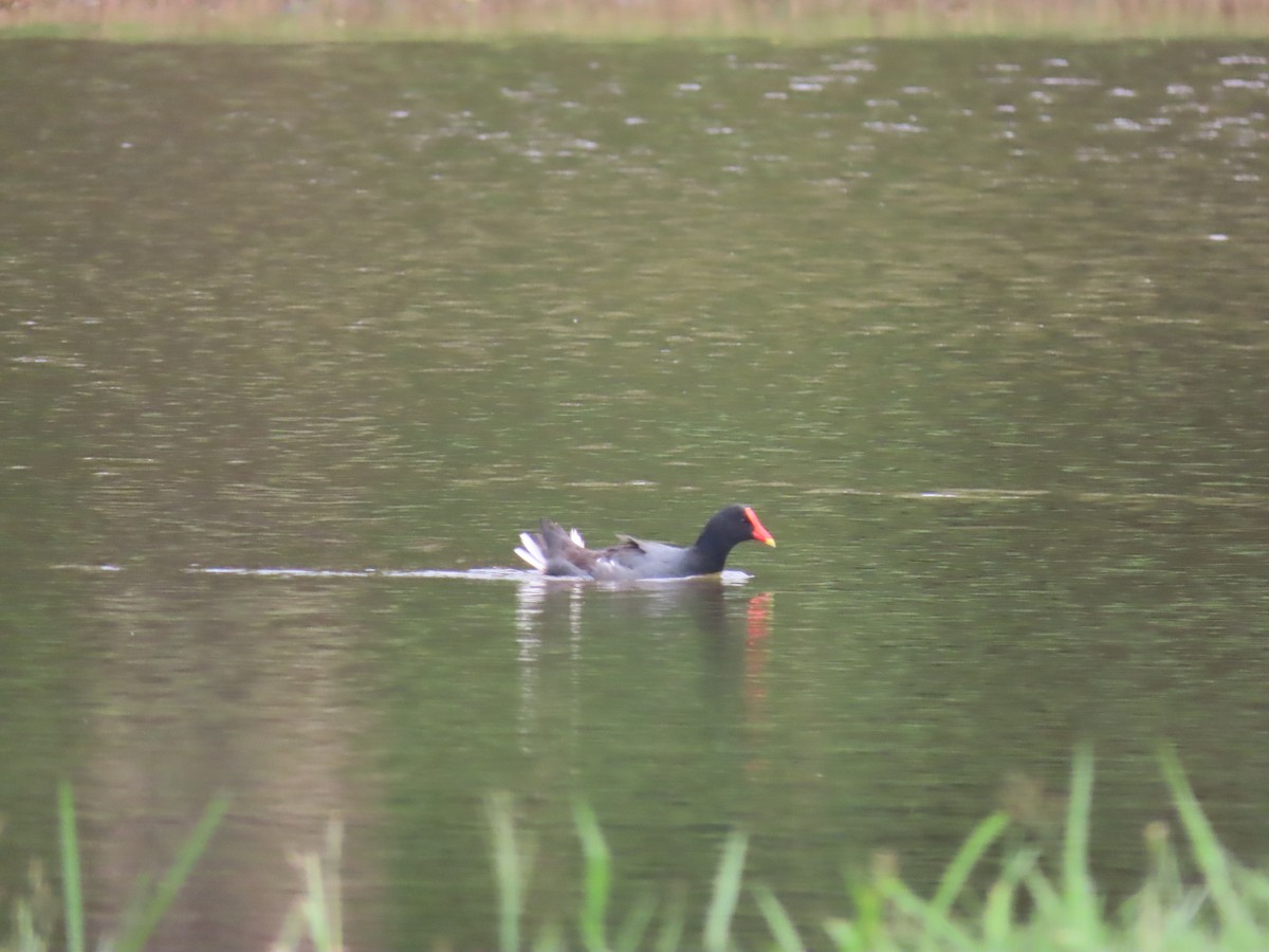 Американская камышница - ML646893848