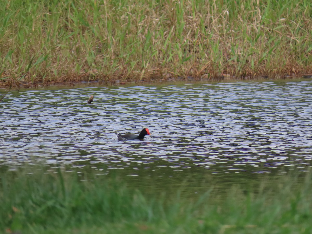 Американская камышница - ML646893849