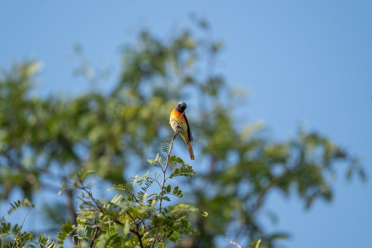 Zwergmennigvogel - ML646893851