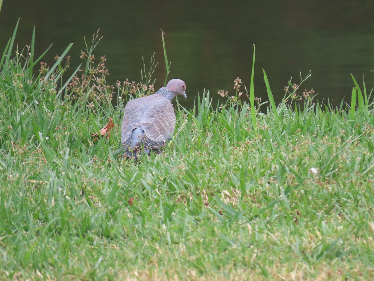 Темнохвостый голубь - ML646893852