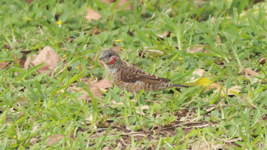 Cut-throat - ML646893853