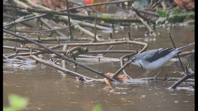 Mountain Wagtail - ML646893857