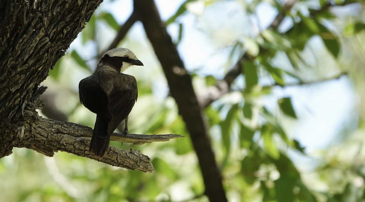 Ak Taçlı Örümcekkuşu - ML646893860