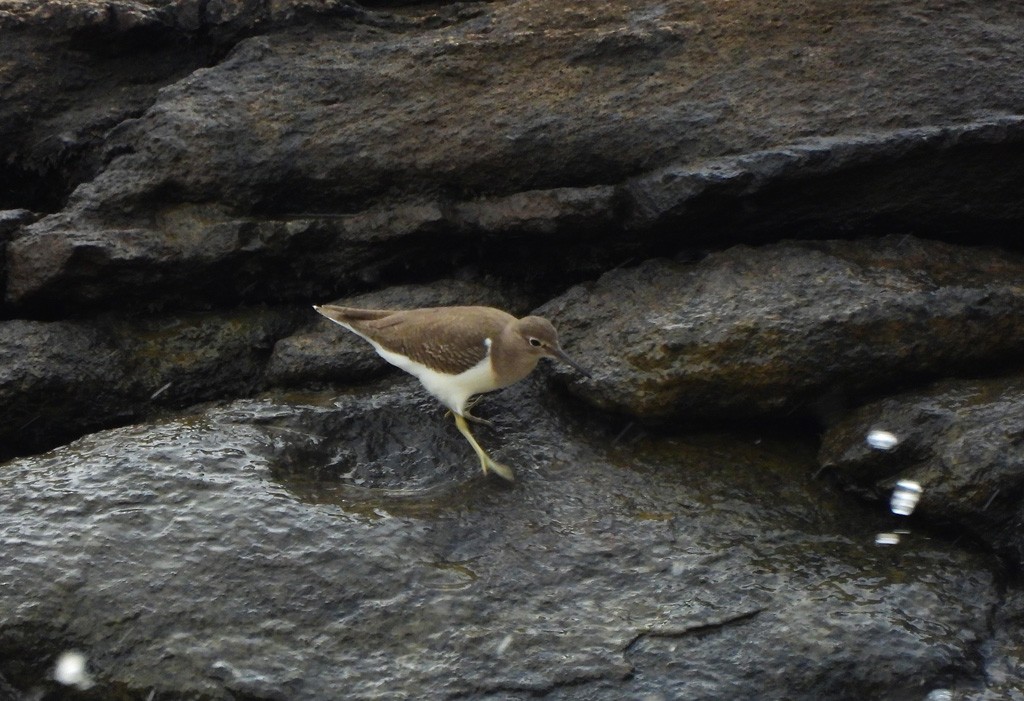 Набережник палеарктичний - ML646893861