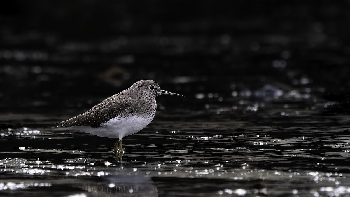 Green Sandpiper - ML646893862