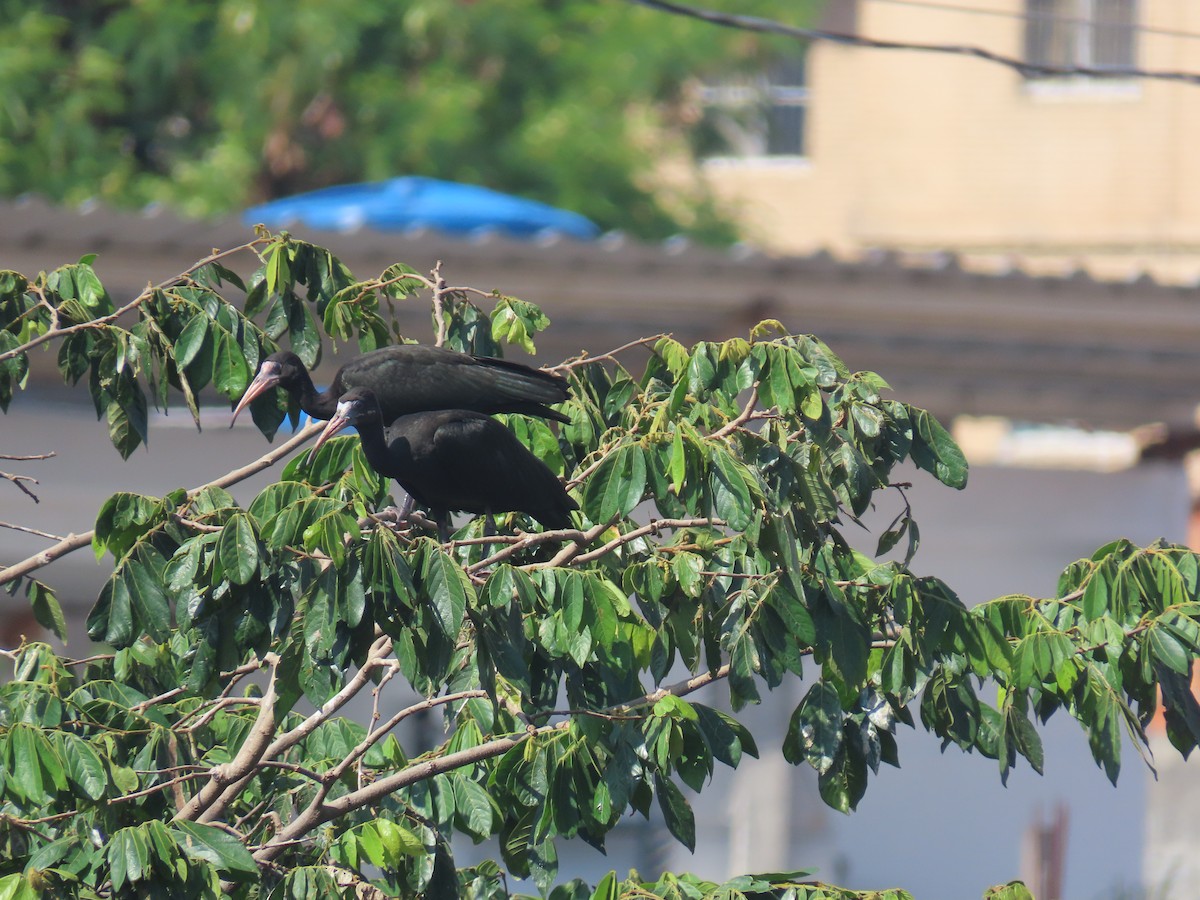 Гололицый ибис - ML646893863