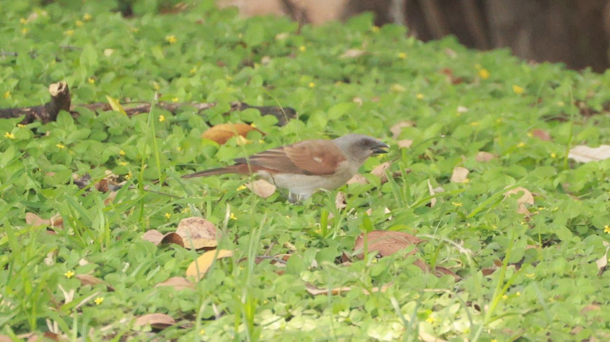 Northern Gray-headed Sparrow - ML646893864