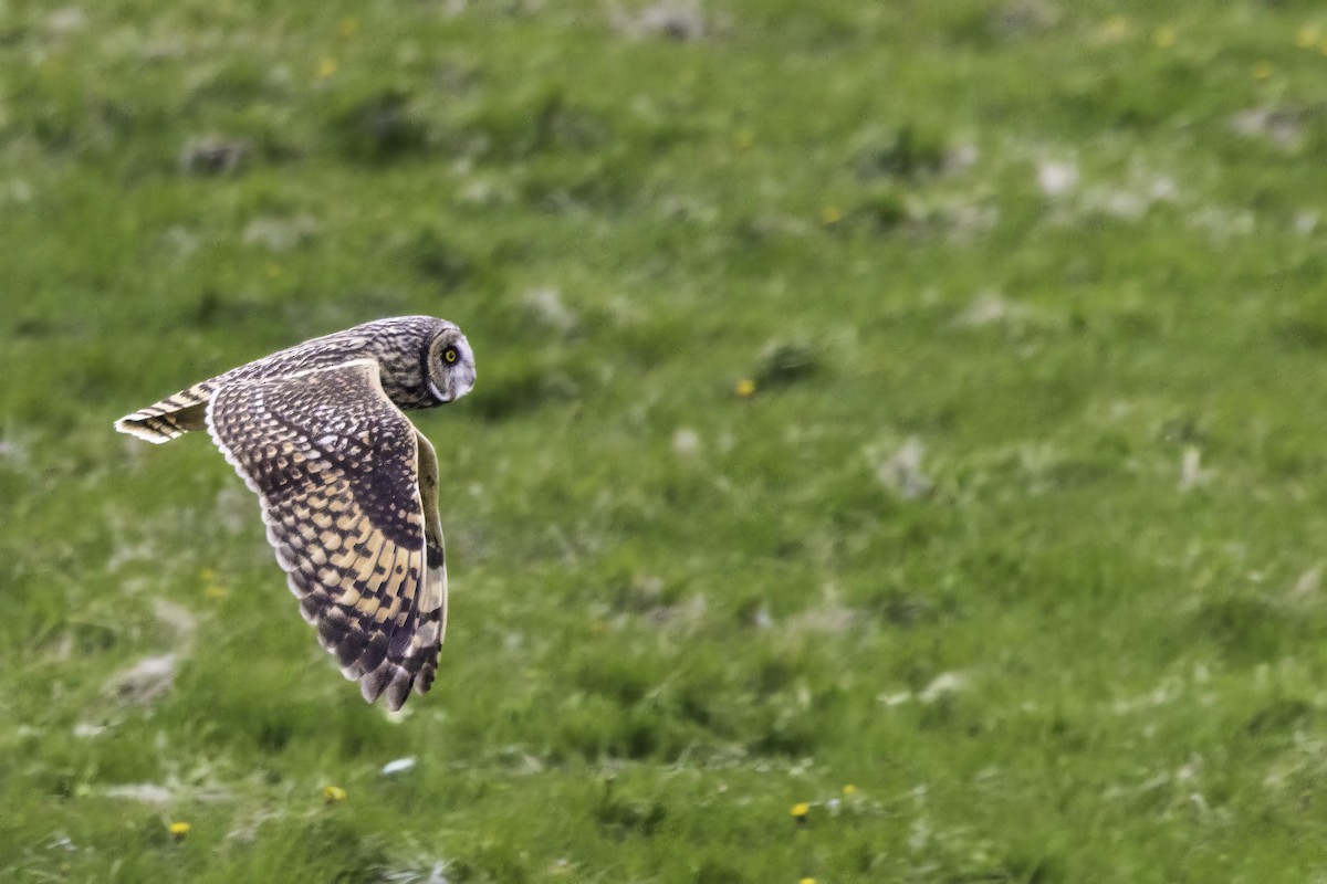 Zingira-hontza - ML646893865