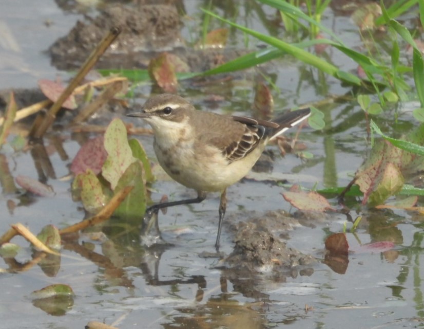 Western Yellow Wagtail - ML646893867