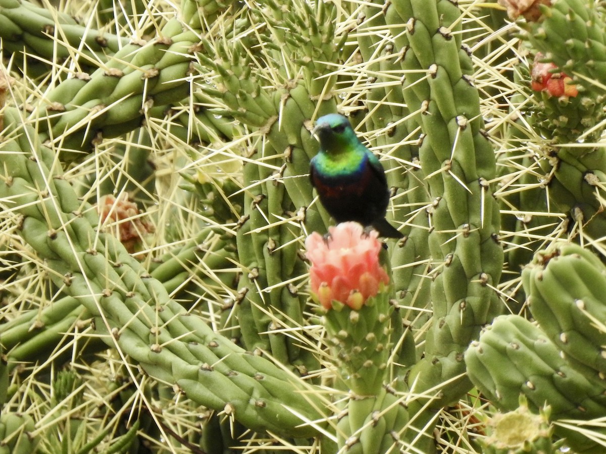 Marico Sunbird - ML646893868