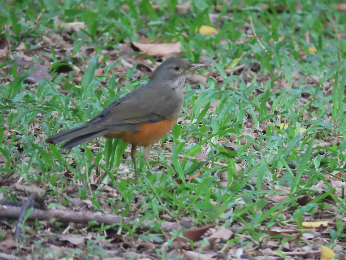 Рыжебрюхий дрозд - ML646893869