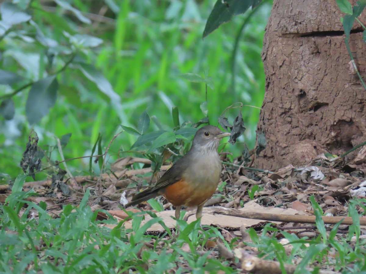 Рыжебрюхий дрозд - ML646893870