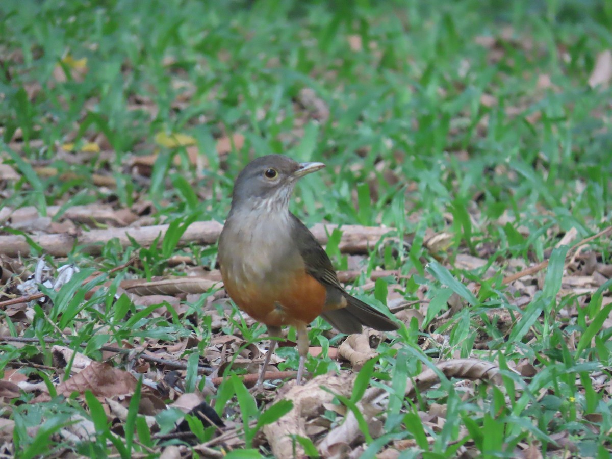 Рыжебрюхий дрозд - ML646893871