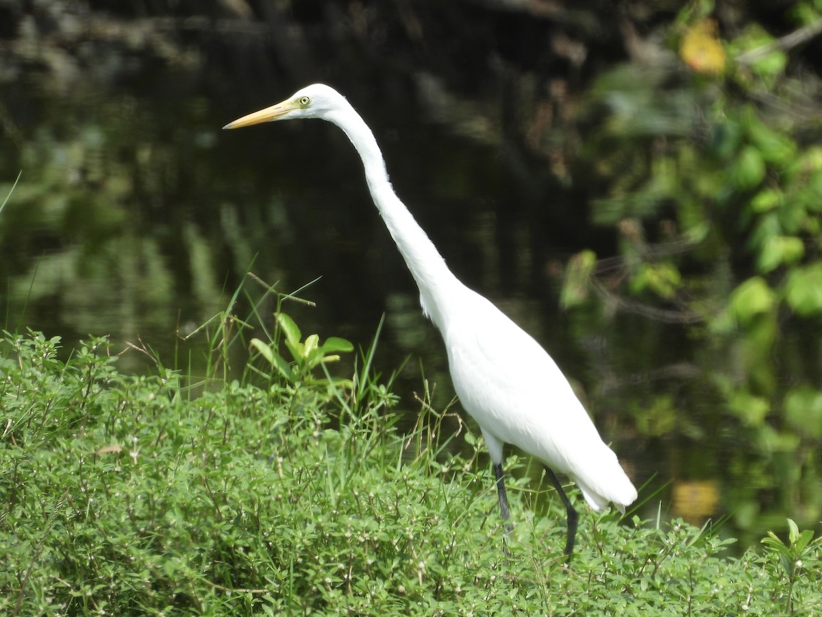 Средняя белая цапля - ML646893872