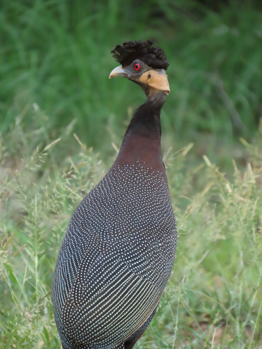 Southern Crested Guineafowl - ML646893877