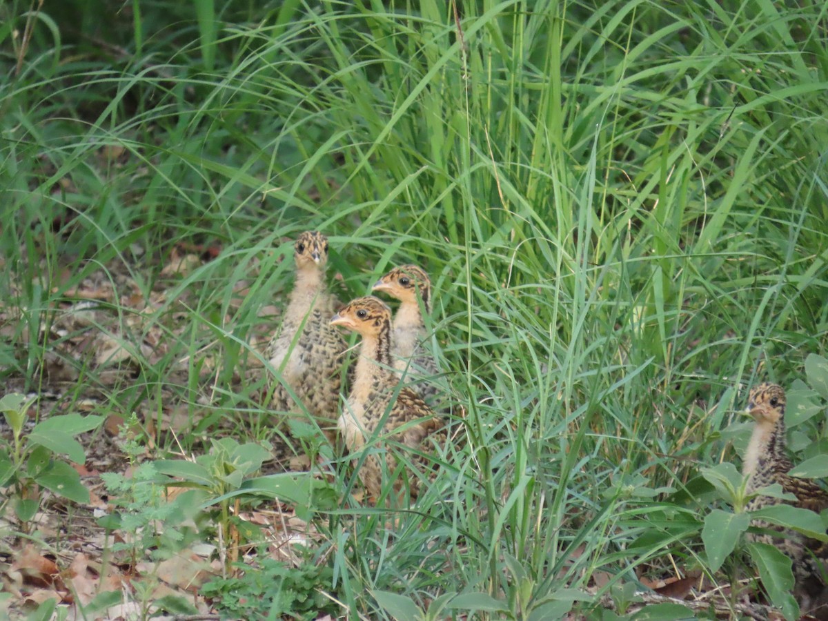 Pintada Moñuda Meridional - ML646893878