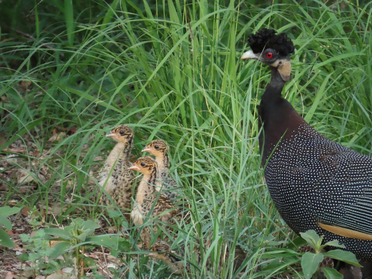 Pintada Moñuda Meridional - ML646893879