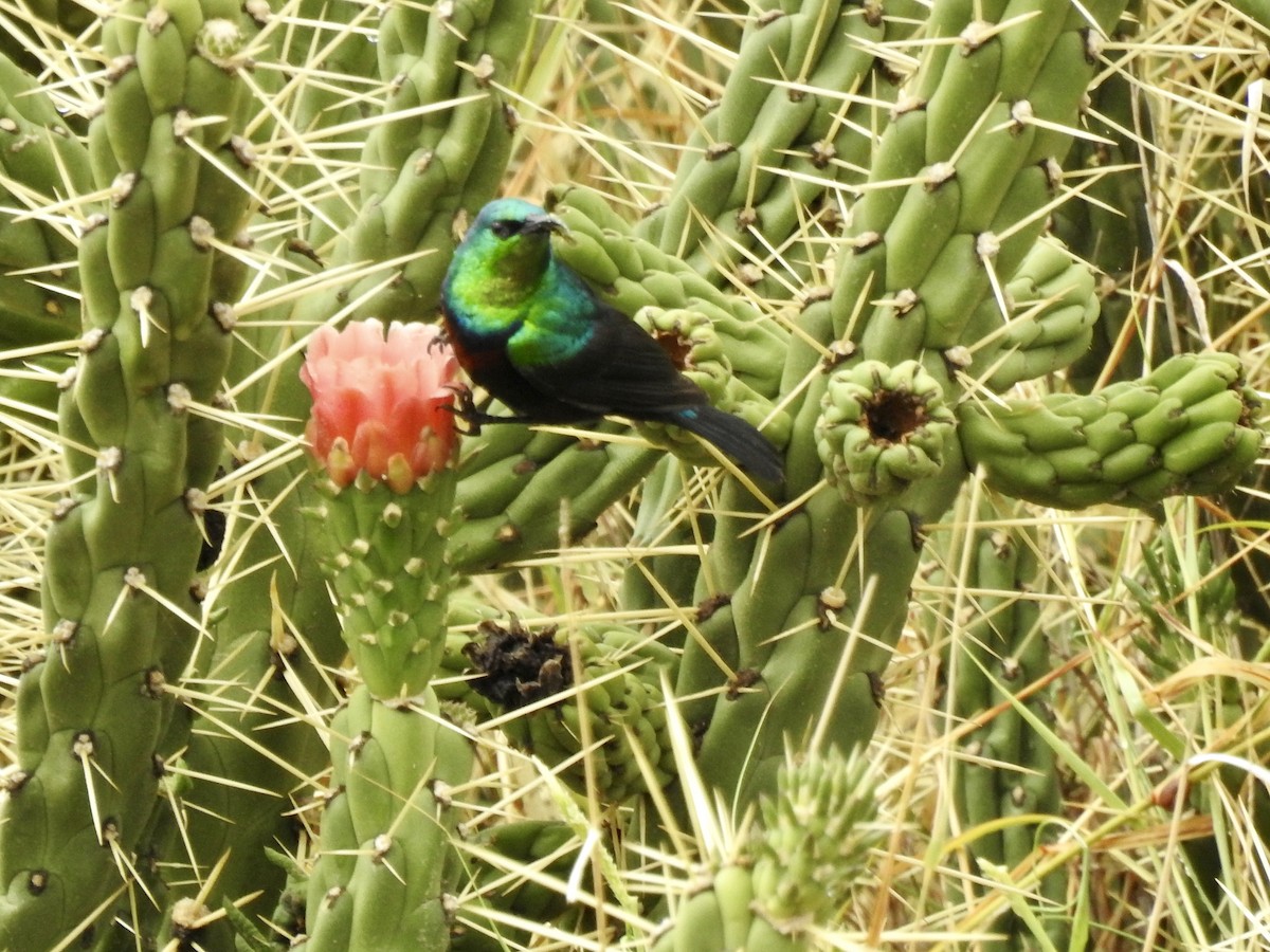 Marico Sunbird - ML646893881