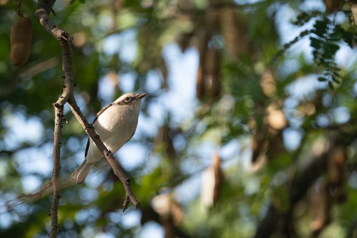 Common Woodshrike - ML646893884