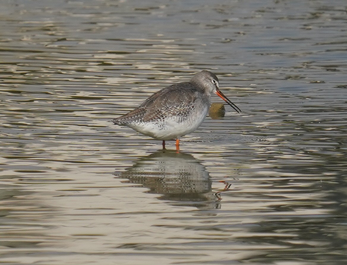 Dunkelwasserläufer - ML646893885