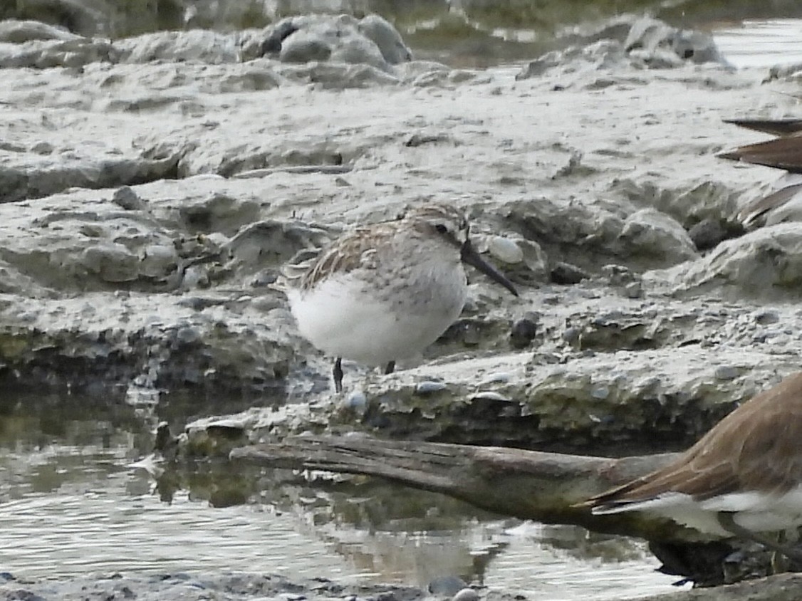 寬嘴鷸 - ML646893886