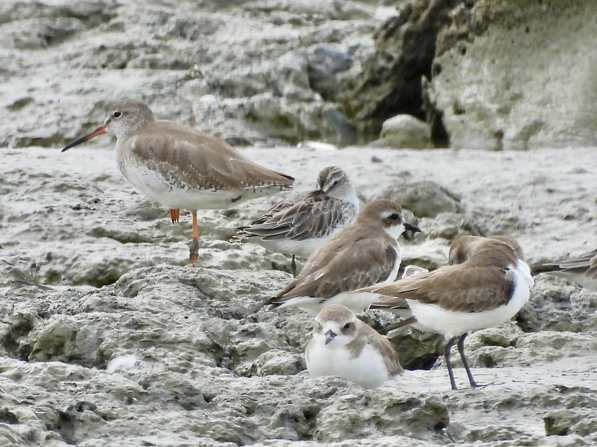 寬嘴鷸 - ML646893887