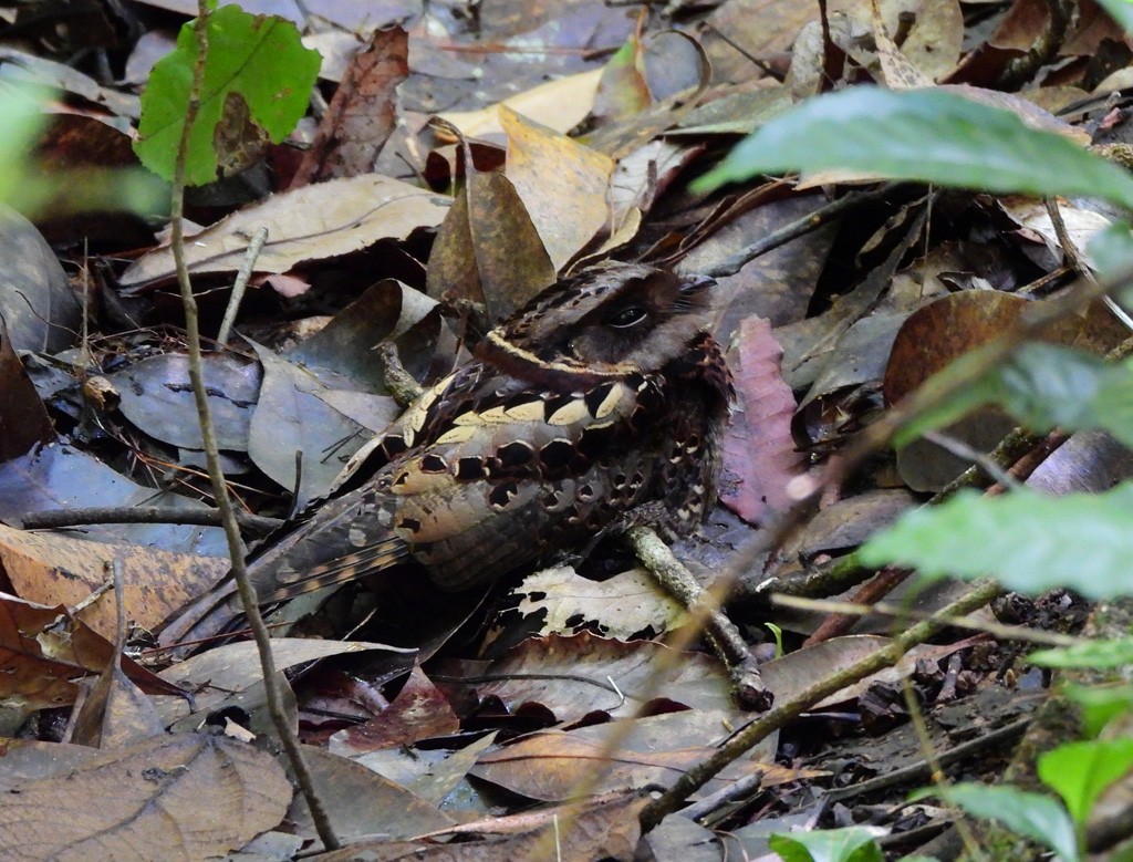 Дрімлюга мангровий - ML646893901