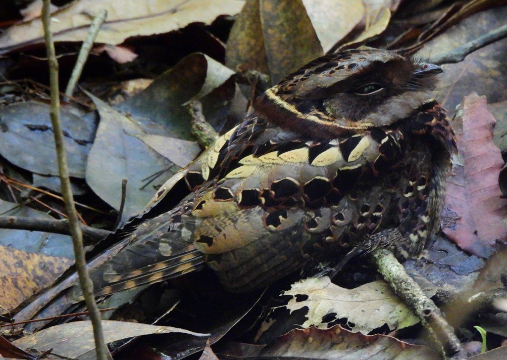 Дрімлюга мангровий - ML646893902