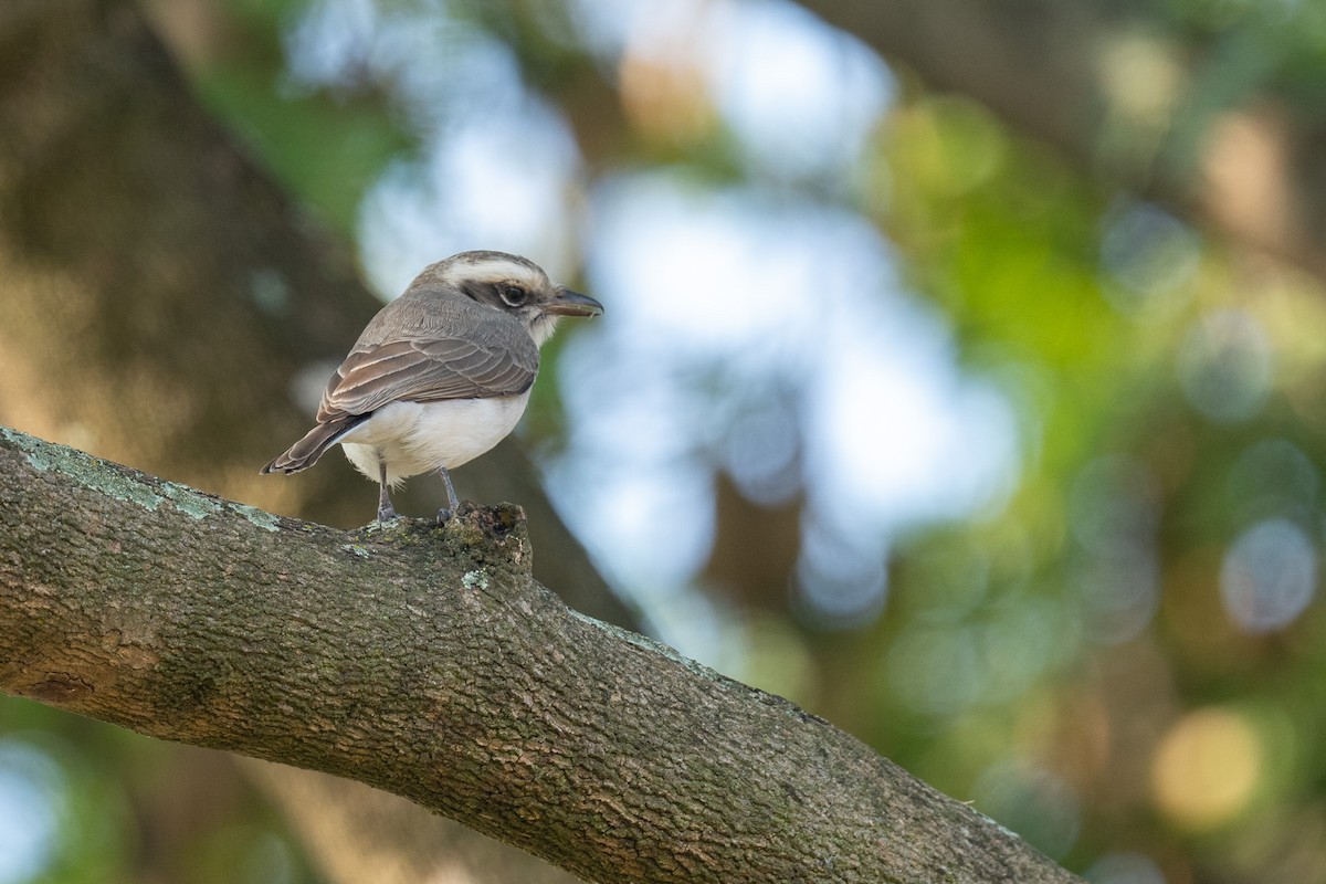 Common Woodshrike - ML646893905