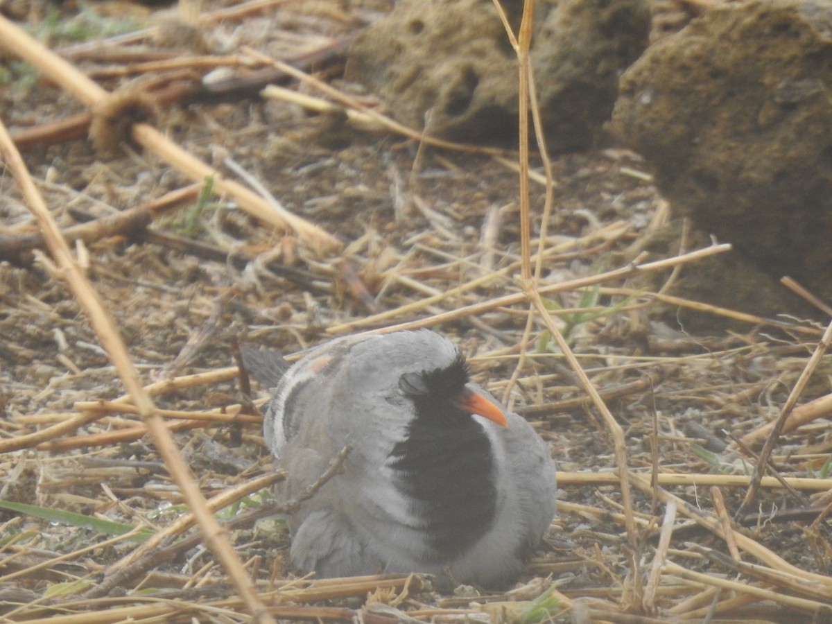 hrdlička kapská - ML646893907