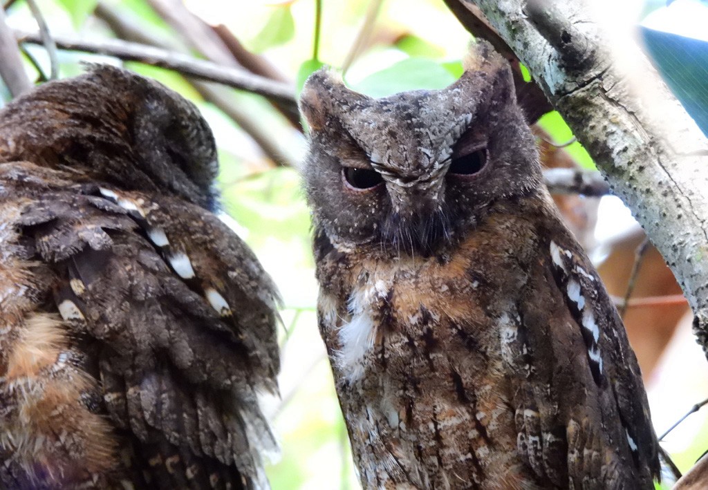 Сплюшка мадагаскарська - ML646893908