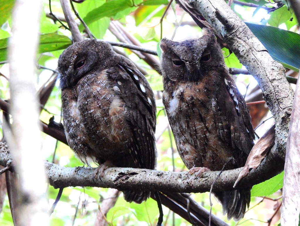 Сплюшка мадагаскарська - ML646893909