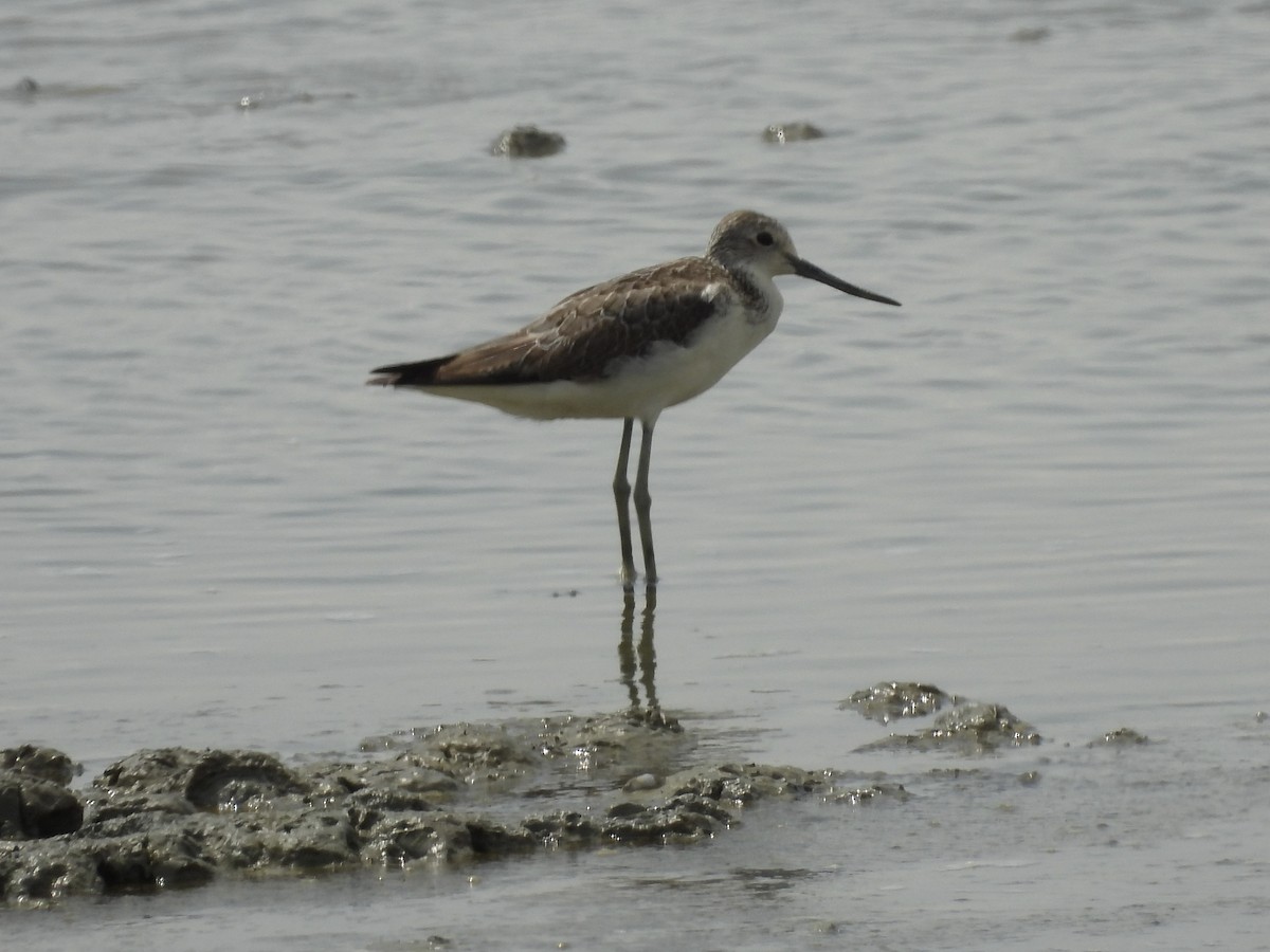 青足鷸 - ML646893910