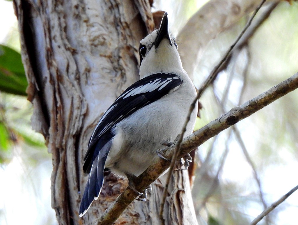 Ванга гачкодзьоба - ML646893911