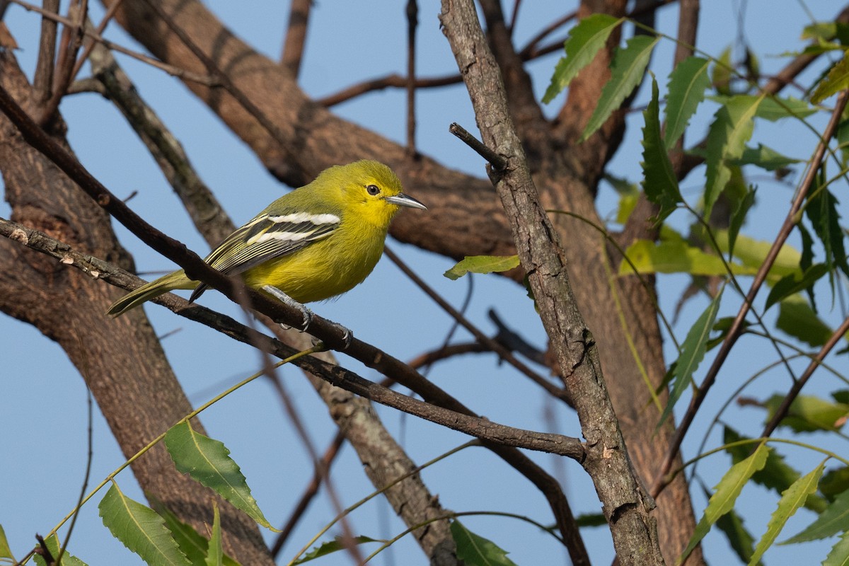 Common Iora - ML646893919