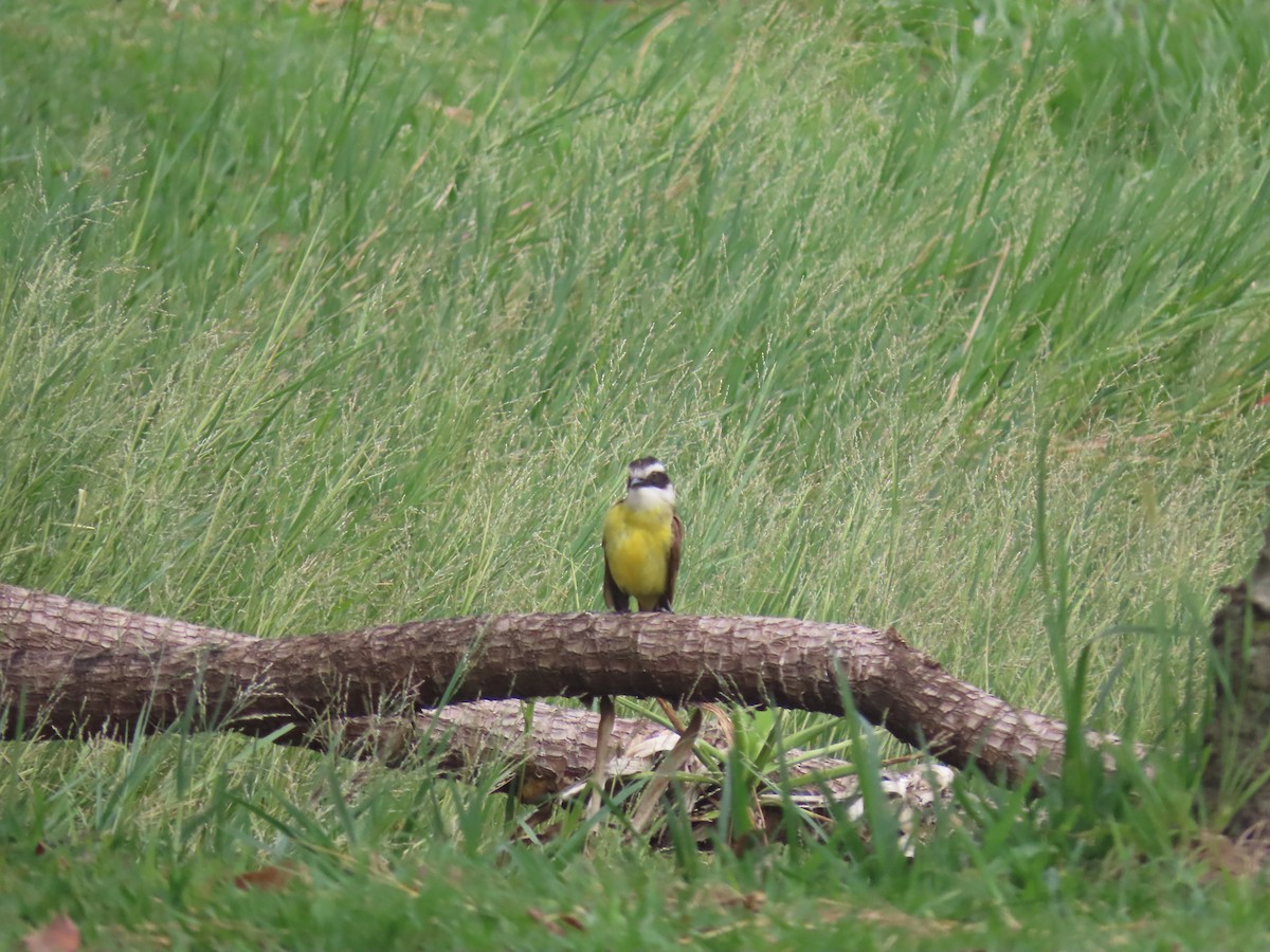 Большой бентеви, кискади - ML646893920